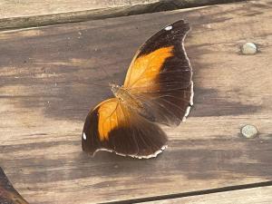 Ponci’s Gate to Gaia Holistic Center