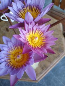 Suwetha villa Ayurveda Resort