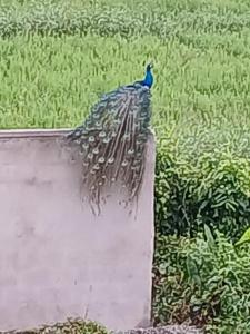 Suwetha villa Ayurveda Resort