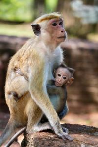 The Cottage Sigiriya