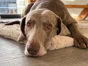 Ferienhaus Sophia 70qm bis 5 Gäste mit Fass-Sauna, Whirlpool April bis Oktober, 75qm Terrasse und eingezäunten Garten