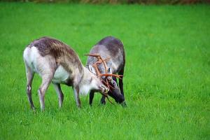 Kodinomainen majoitus Juoksenki, Napapiiri, Lappi