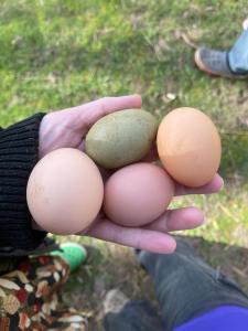 Le petit jardin du Coudray