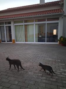 Quintal do Ti Zaquiel