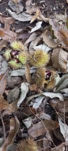 Casa Floriani Fiavè-Comano Terme green