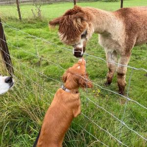 Alpaca cabin-mountain view-hot tub-rural retreat