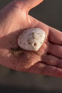 Fishermans Cottage a cosy circa 1945 cottage by the sea