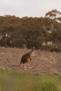 The Slow Acre Myponga Beach Relax and Reconnect in nature