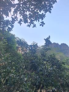 Nha Xanh Ninh Binh Homestay