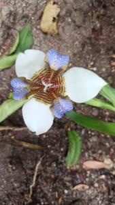 Departamento los lapachos