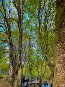 Cozy wooden forest cottage in 1 km from Kutaisi