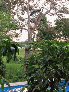 Eagle Wilpattu Resort