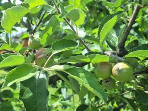 Auto camp Čarobna ravnica