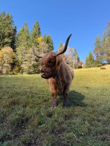 Schweizerhaus Glarus - Historisch & Stilvoll mit Garten