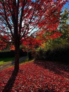 Cottages du Lac de Miel
