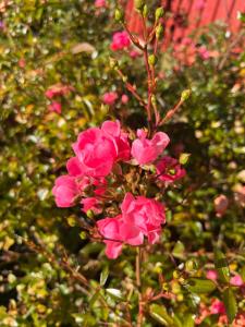 Bloms stuga i naturskön miljö