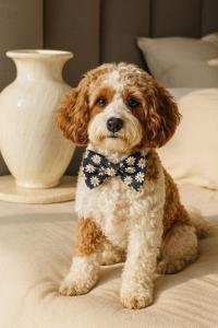 Private CBD Bedroom in a Shared Apartment on Brisbane River