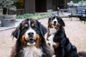 Ecco Red Hill Retreat - Luxe Rural Escape with Tennis Court