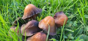 Villa Sjesta komfortowe apartamenty, prywatny parking, gratis parking w centrum miasta