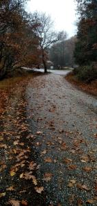 Pangeo forest village