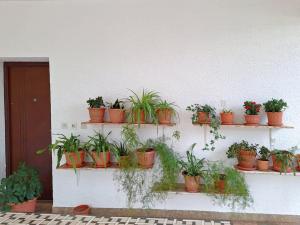 Apartments Flower terrace