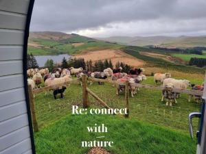 Foresters Retreat Glamping - Dinas View - Vaccinated dogs over the age of 2 are accepted