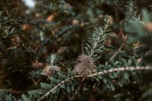 Panatana Hideaway Port Sorell