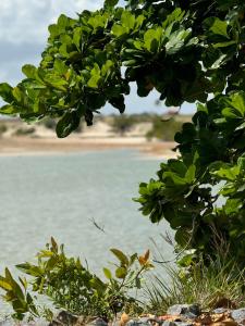 TATAJUBA-Casa-de-loulous