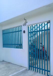 Estudio Coatí Azul en la Isla de Cozumel en el Caribe