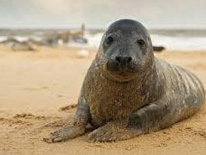 2 Bed in Winterton-on-Sea LOWFA