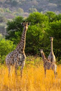 Braai & Bubbles - Modimolle