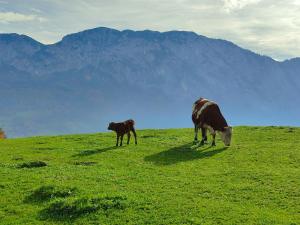 Ferienwohnung Grubinger