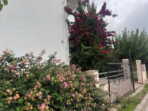 KONTOGIANNIS lihas club 2