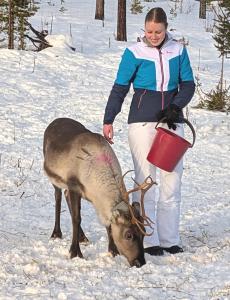 Lapland Snow Moose