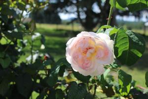 B&B / Chambres d'hotes Dans le Jardin de Marie : photos des chambres