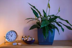 Mayas Flats & Resorts 19 & 20 - Ogarna