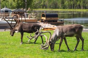 Aito Igloo & Spa Resort