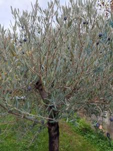 De lAmazone à la Savane