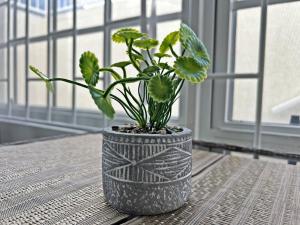 Montybell Studio Ch Ch