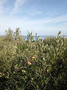 Apartman Bella vista