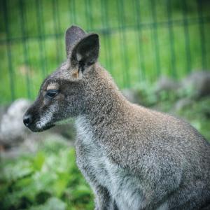 Oak Lodge - The Sleeping Giant - Pen Y Cae Inn