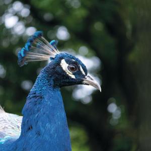 Suite 9 - Sleeping Giant Hotel - Pen Y Cae Inn