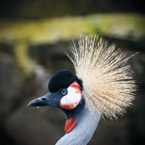 Suite 8 - Sleeping Giant Hotel - Pen Y Cae Inn