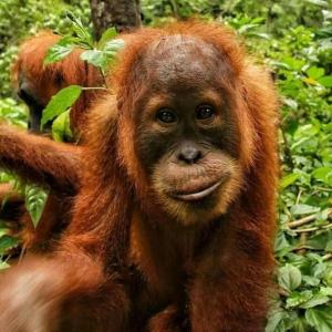 Tiga dara guest house & jungle trekking bukit Lawang
