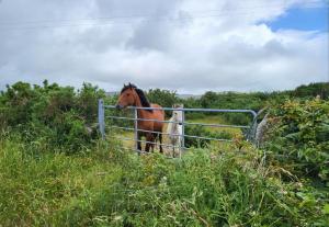 Cheerful and spacious 4-bedroom Cottage