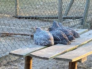 Gnaden -und Ferienhof Saale Wittgenstein