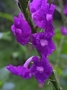 Apartment-Pura Vida-Wi-Fi-TV-WC-AC-Parqueo