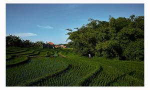The Laut Bali- Design Villa Rice Field View Pool