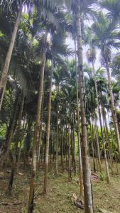 Casa Areca