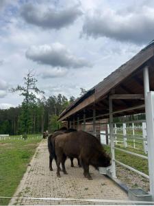 Błękitny Domek- dom i dwa oddzielne apartamenty